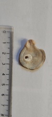 Plicatula gibbosa