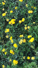 Tagetes lucida