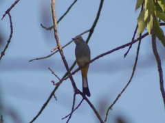 Ptiliogonys cinereus
