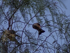 Ptiliogonys cinereus