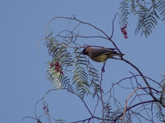 Bombycilla cedrorum