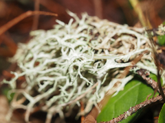 Evernia prunastri