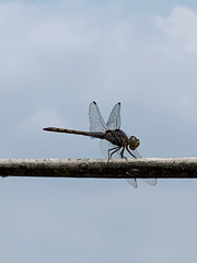 Potamarcha congener