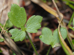 Ranunculus uncinatus