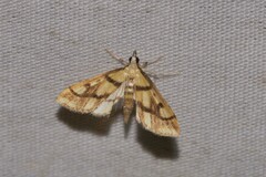 Aboetheta pteridonoma