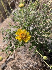 Encelia virginensis