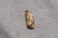 Acroceuthes metaxanthana