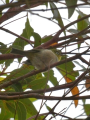 Zosterops lateralis chloronotus