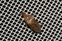 Trigonodera