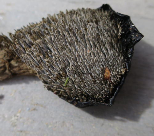 Phellodon maliensis image