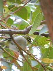 Zosterops lateralis chloronotus