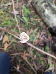 Mycena leptocephala