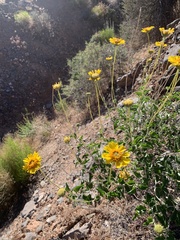 Encelia virginensis