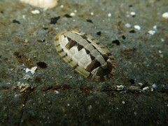 Ischnochiton smaragdinus