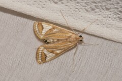 Strepsinoma foveata