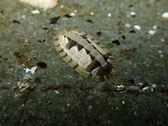 Ischnochiton smaragdinus