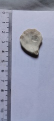 Plicatula gibbosa