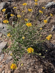 Encelia virginensis