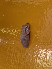 Polypedates megacephalus