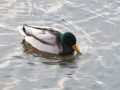 Anas platyrhynchos