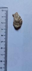Plicatula gibbosa