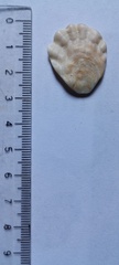 Plicatula gibbosa
