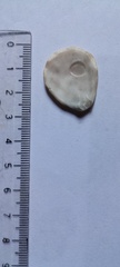 Plicatula gibbosa