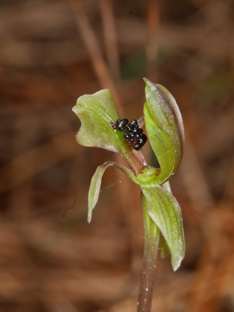 dainty bird-orchid