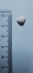Heteroconchia