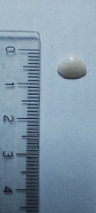 Glycymeris longior