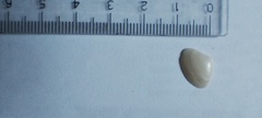 Glycymeris longior