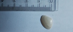 Glycymeris longior