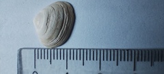 Heteroconchia