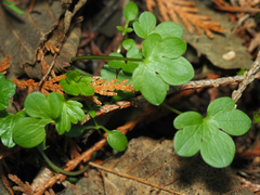 Cardamine nuttallii