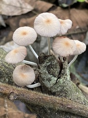 Candolleomyces