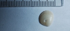 Glycymeris longior