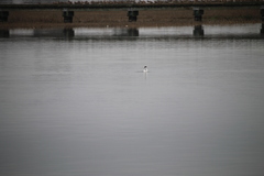 Aechmophorus clarkii