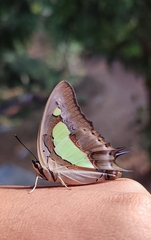 Polyura