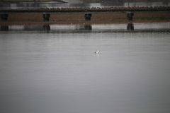 Aechmophorus clarkii