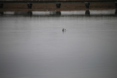 Aechmophorus clarkii