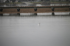 Aechmophorus clarkii