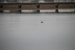 Aechmophorus clarkii