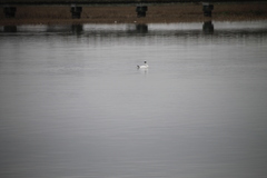 Aechmophorus clarkii