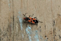 Melanerythrus mactans