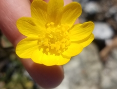 Ranunculus occidentalis