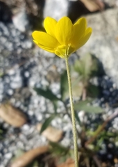 Ranunculus occidentalis