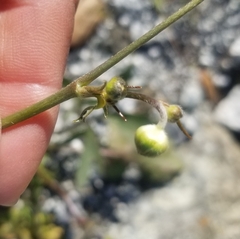 Ranunculus occidentalis