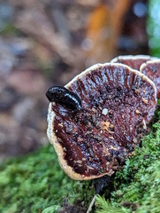 Parmacochlea balios