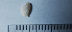 Mactra guidoi