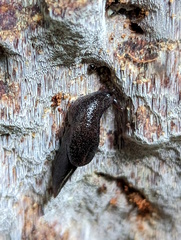 Parmacochlea balios